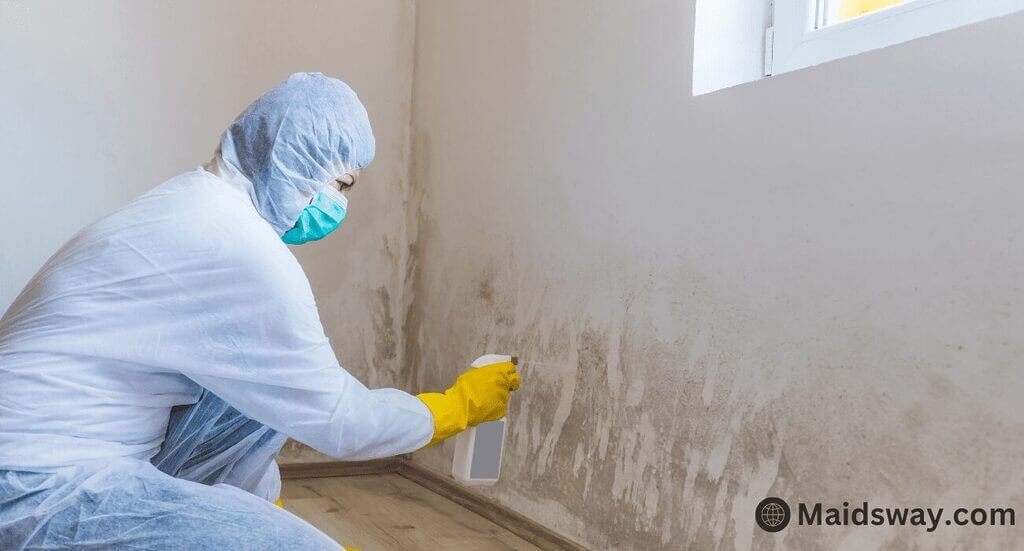 Banish Mold with Vinegar: Your Safe, Effective, and Eco-Friendly DIY Guide 2 clean mold